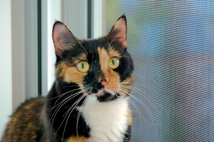 Москитные сетки на окна